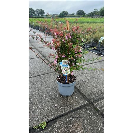 Abelia Edward Goucher-2