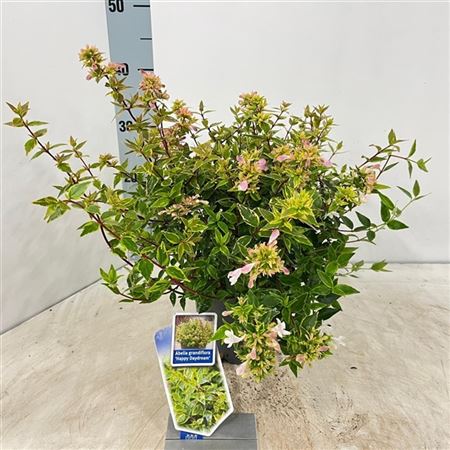Abelia Grandiflora Happy Daydream