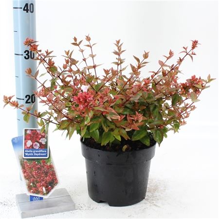 Abelia Grandiflora Mystic Daydream