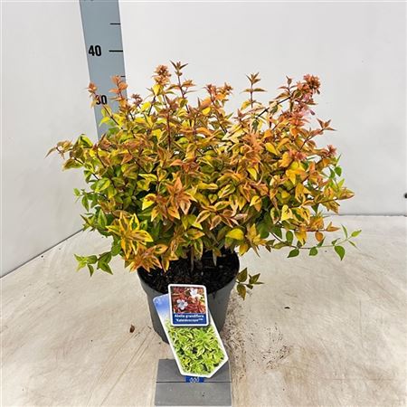 Abelia Kaleidoscope