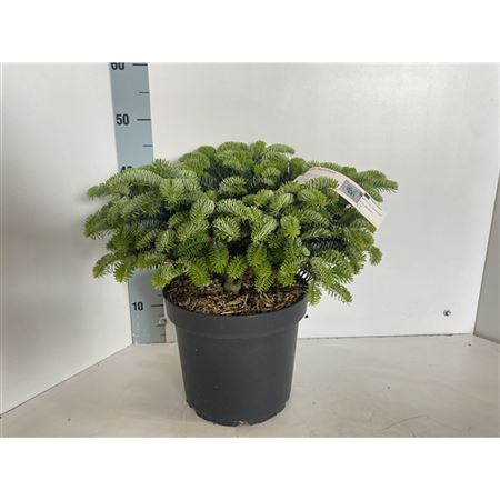 Abies Cephalonica Meyer's Dwarf