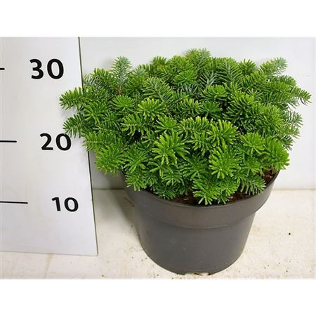 Abies Kor Brillant