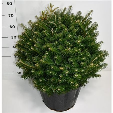 Abies Koreana-4
