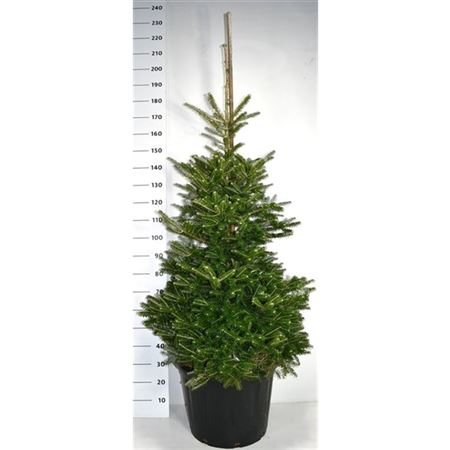 Abies Koreana-5