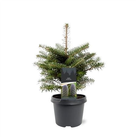 Abies Koreana-1