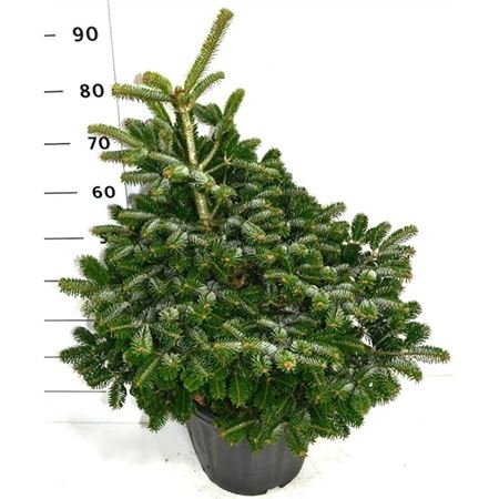 Abies Nordm Dobrichovice-2