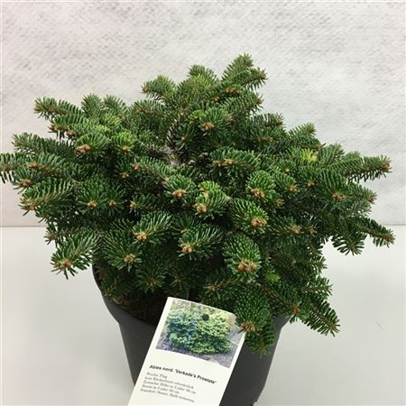 Abies Nordmanniana Dobrichovice