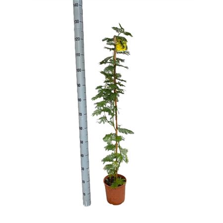 Acacia Dealbata Mimosa On Stick