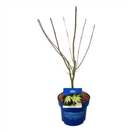 Acer Arctic Jade-2