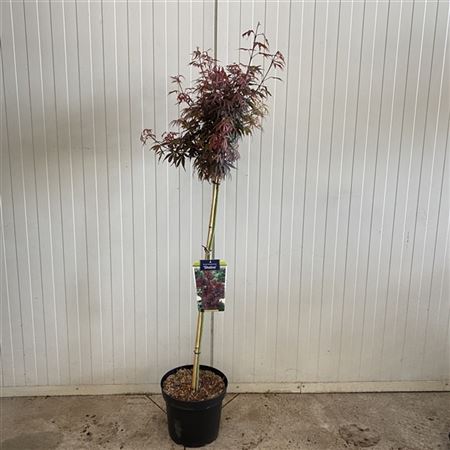 Acer Pal Shai On Stem