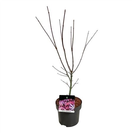 Acer Palm Atropurpureum-3