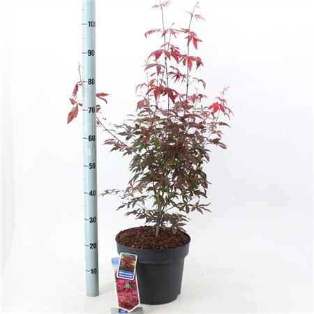 Acer Palm Atropurpureum-4