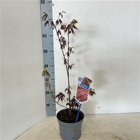 Acer Palm Atropurpureum-1