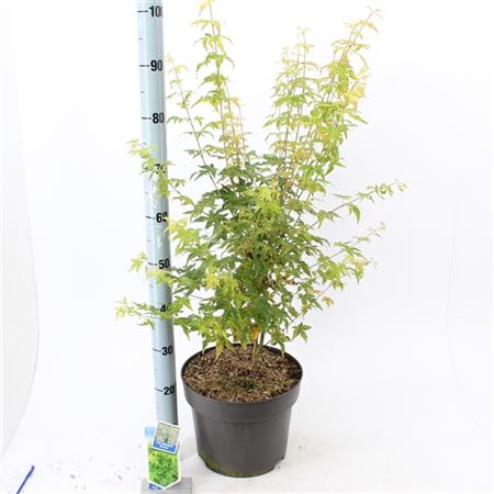 Acer Palm Bi-hoo-2