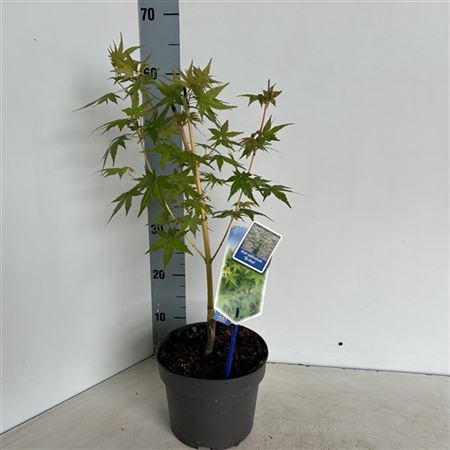 Acer Palm Bi-hoo-1