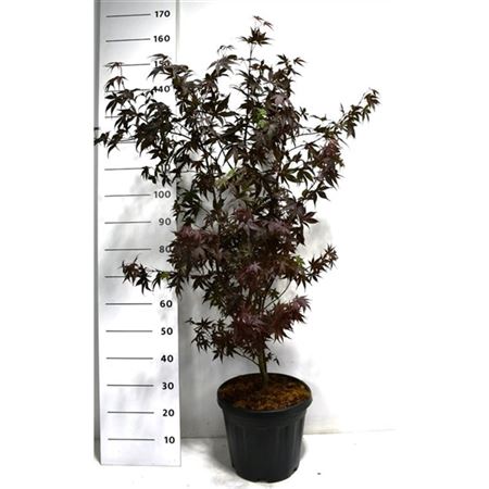 Acer Palm Bloodgood-3