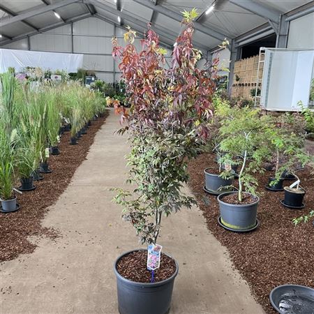 Acer Palm Bloodgood-4