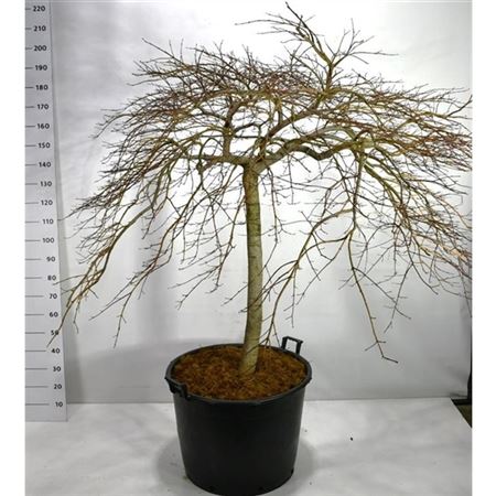 Acer Palm Crimson Queen