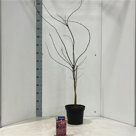 Acer Palm Firecracker