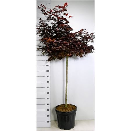 Acer Palm Fireglow On Stem