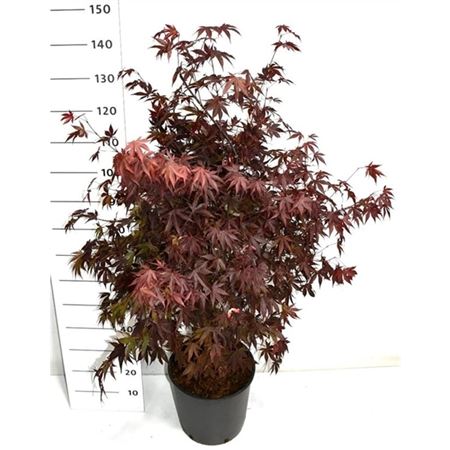 Acer Palm Fireglow