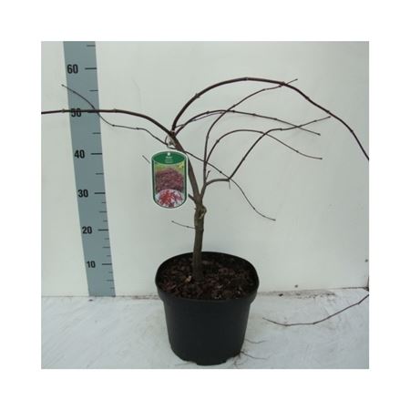 Acer Palm Garnet-3