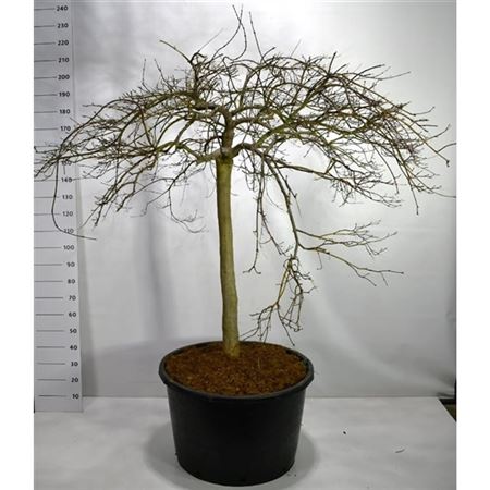 Acer Palm Garnet On Stem