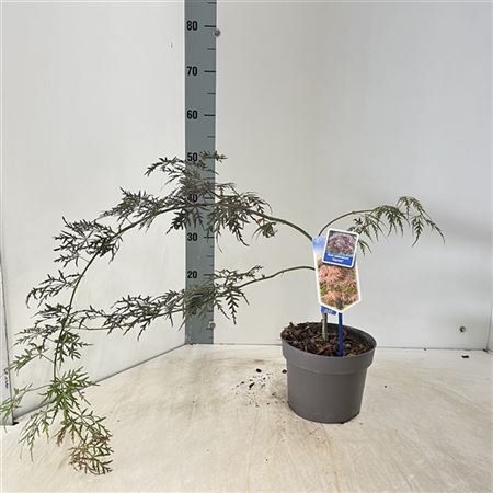 Acer Palm Garnet-1