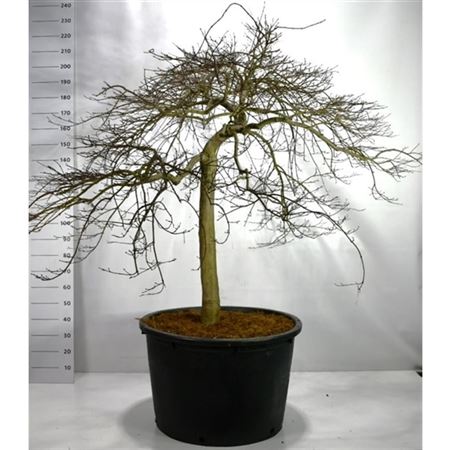Acer Palm Green Lace