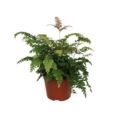 Adiantum Bronze Venus-2