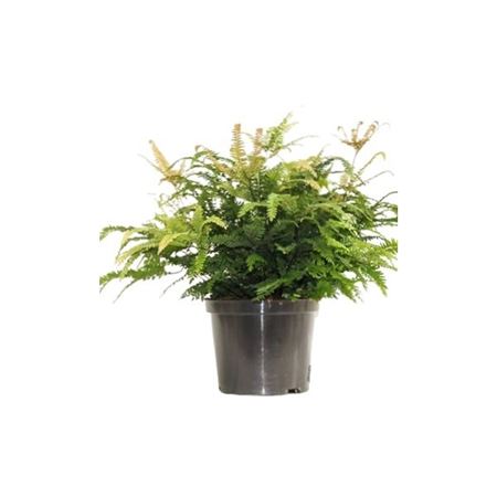 Adiantum Bronze Venus-4