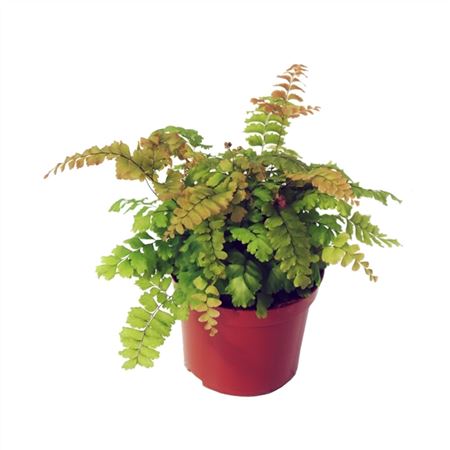 Adiantum Bronze Venus-5