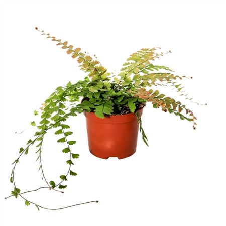 Adiantum Caudatum-2