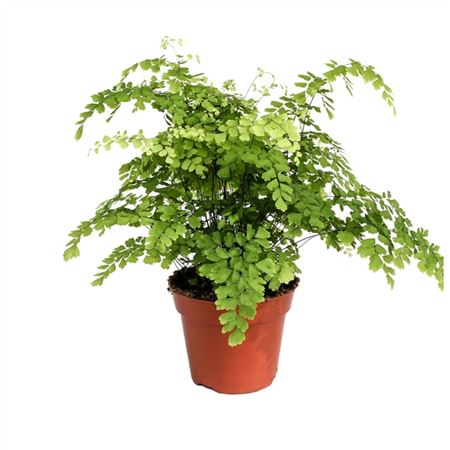 Adiantum Fragrans-3