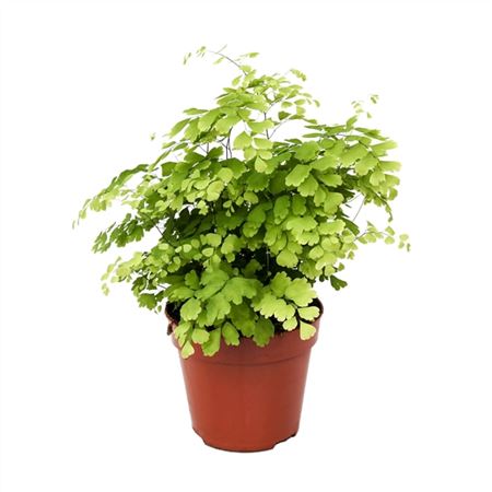Adiantum Fragrans-1