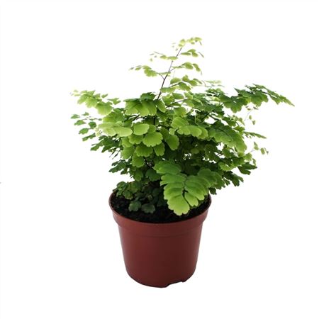 Adiantum Fritz-luthi-2