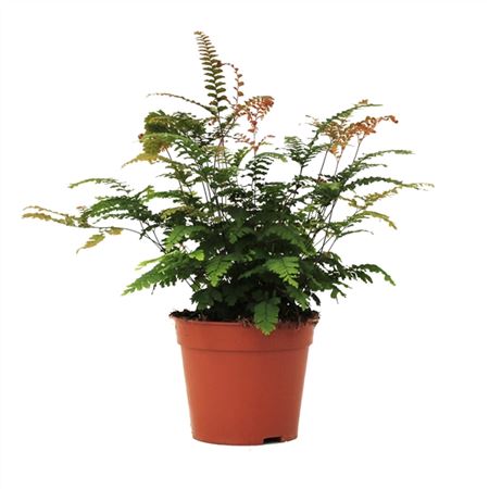 Adiantum Hispidulum-2