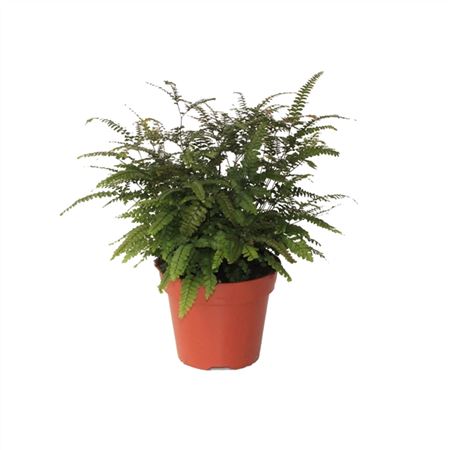 Adiantum Hispidulum-3