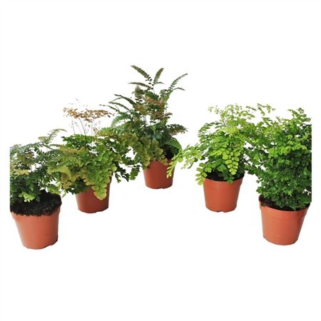 Adiantum Mix-2
