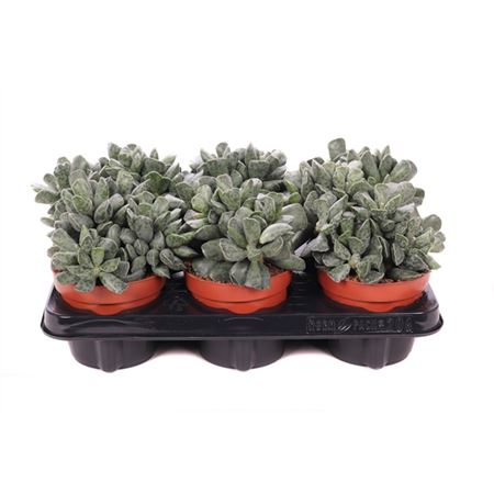 Adromischus Cooperi