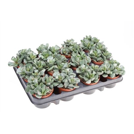 Adromischus Cooperii-4