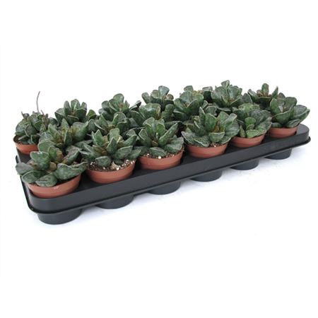 Adromischus Cooperii-5
