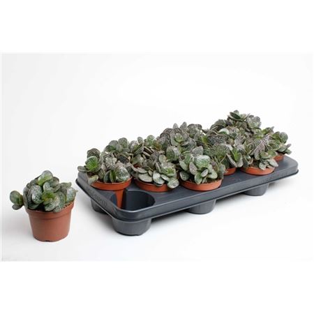 Adromischus Cooperii-6