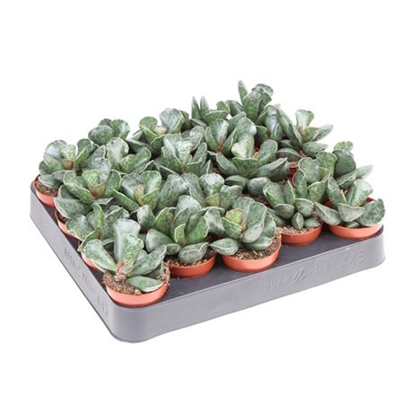Adromischus Cooperii-1