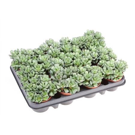 Adromischus Cristatus-2