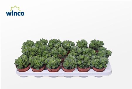 Adromischus Cristatus-3