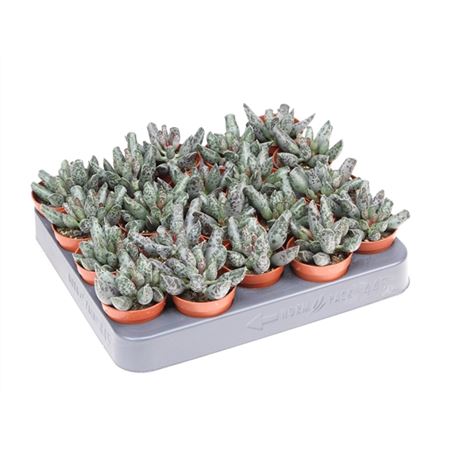 Adromischus Festivus
