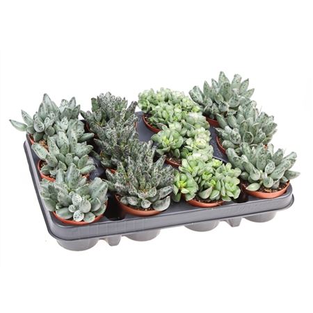 Adromischus Mix-3