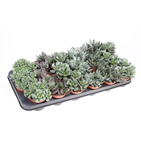 Adromischus Mix-4