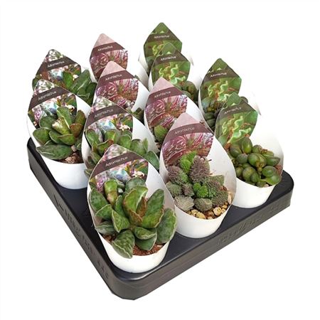 Adromischus Mix In A Row Potcover